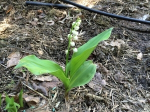 First lily of the valley bloom