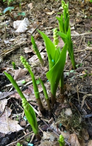The first of the lily of the valley