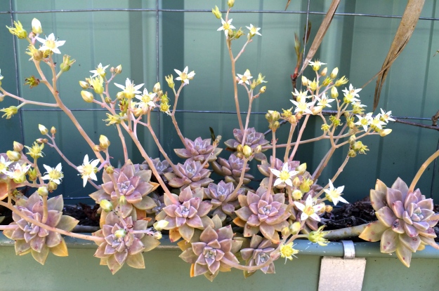 Succulents planted into recycled guttering to help insulate the studio.